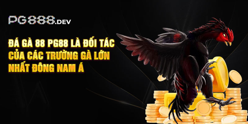 Đá gà 88 PG88 là đối tác của các trường gà lớn nhất Đông Nam Á